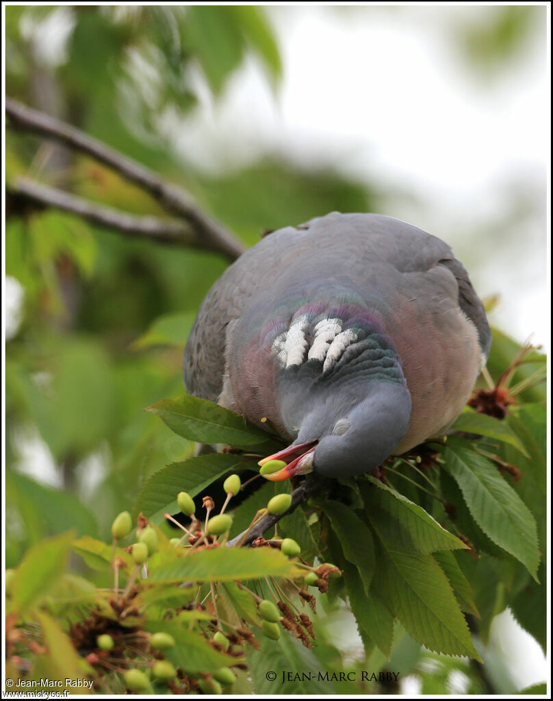 Pigeon ramier, identification