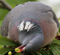 Common Wood Pigeon