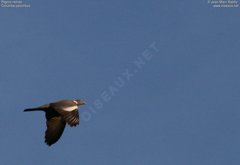 Common Wood Pigeon, Flight