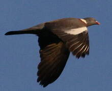 Common Wood Pigeon