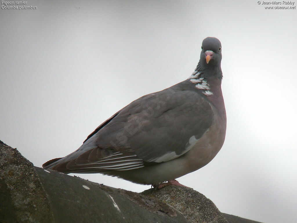 Pigeon ramier, identification