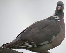 Common Wood Pigeon