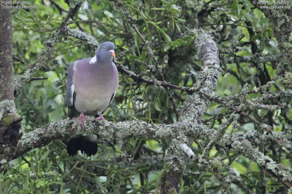 Common Wood Pigeon, identification