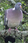 Common Wood Pigeon