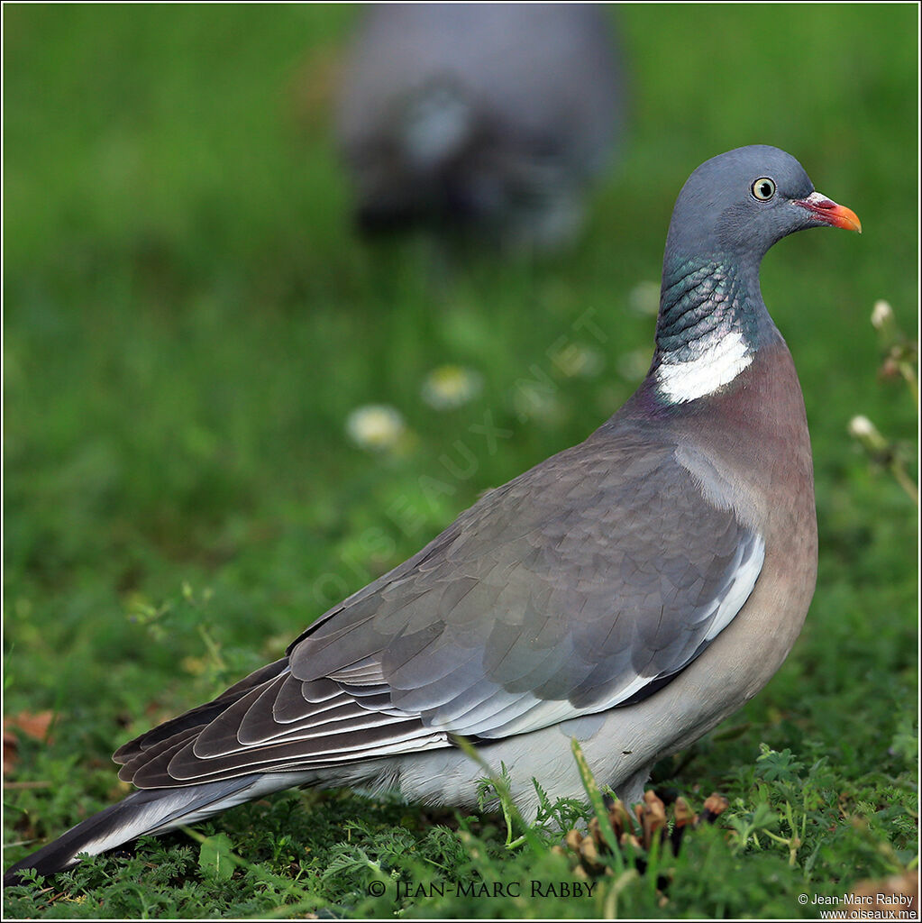 Common Wood Pigeon, identification