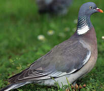 Common Wood Pigeon