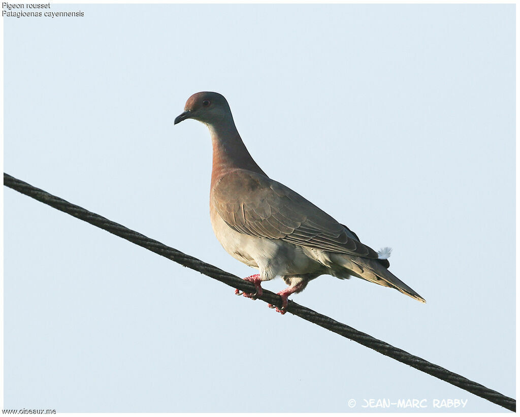 Pigeon rousset, identification