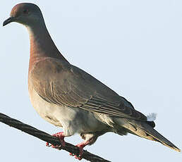 Pigeon rousset