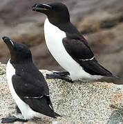 Razorbill