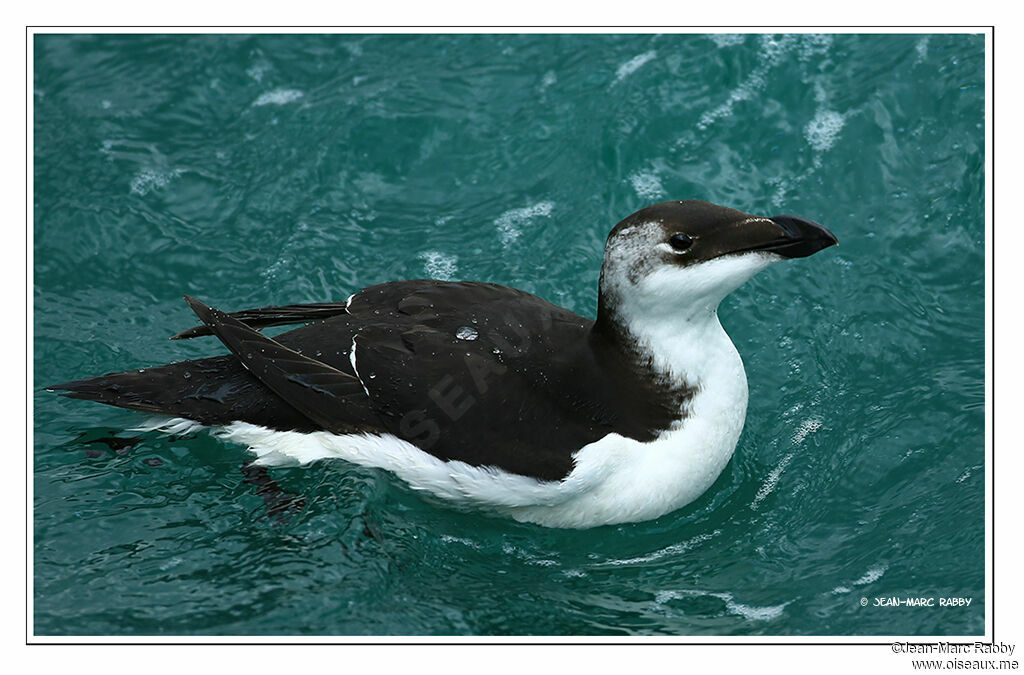 Razorbill, identification