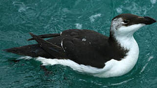 Razorbill