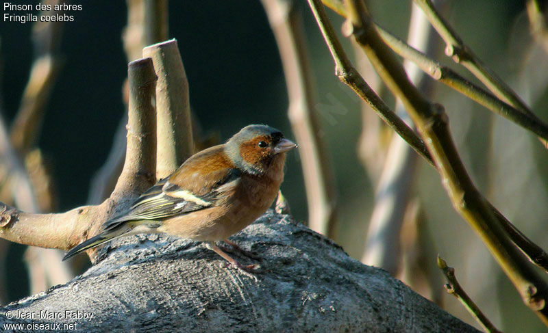 Common Chaffinch, identification