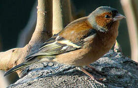 Common Chaffinch