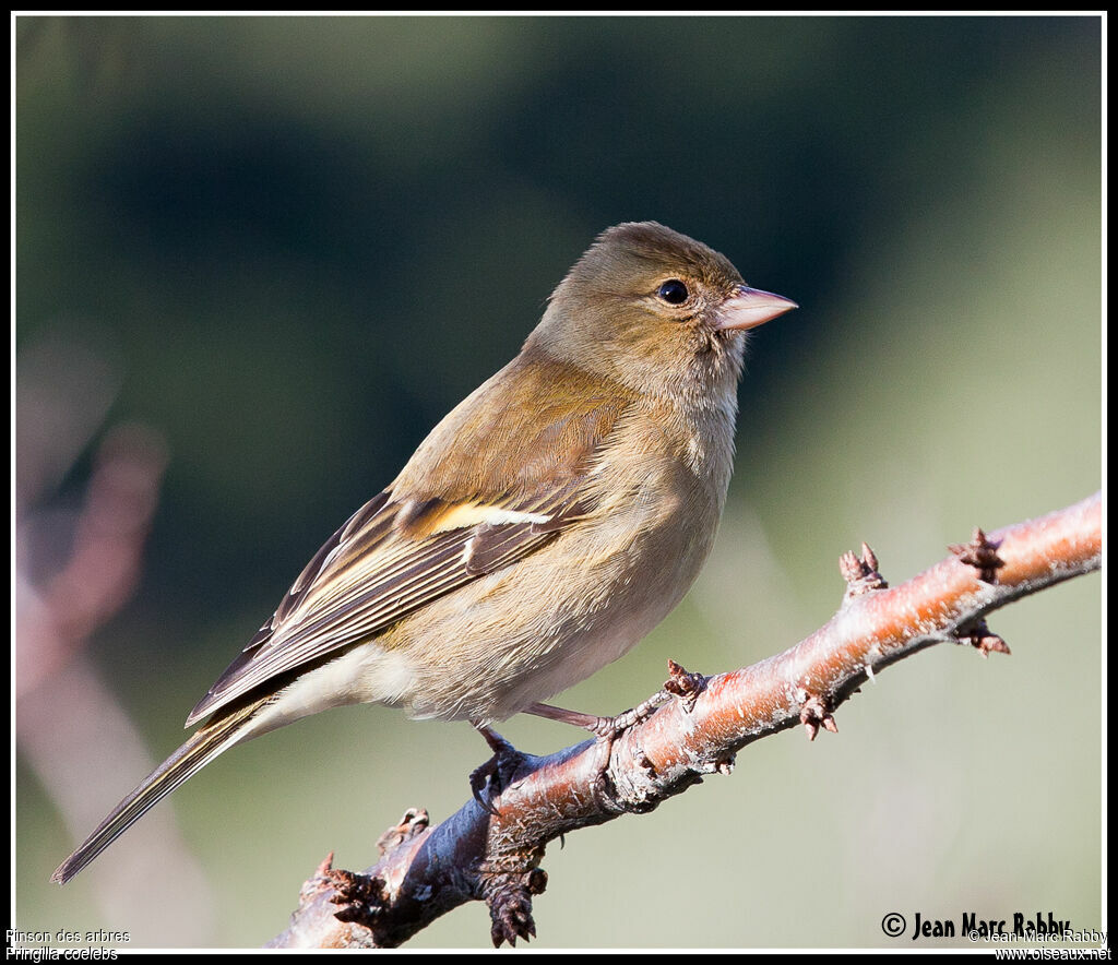 Common Chaffinch, identification