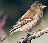 Eurasian Chaffinch