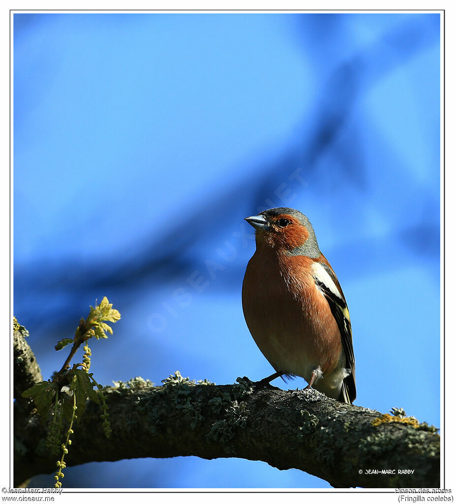 Common Chaffinch, identification