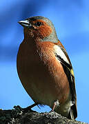 Eurasian Chaffinch