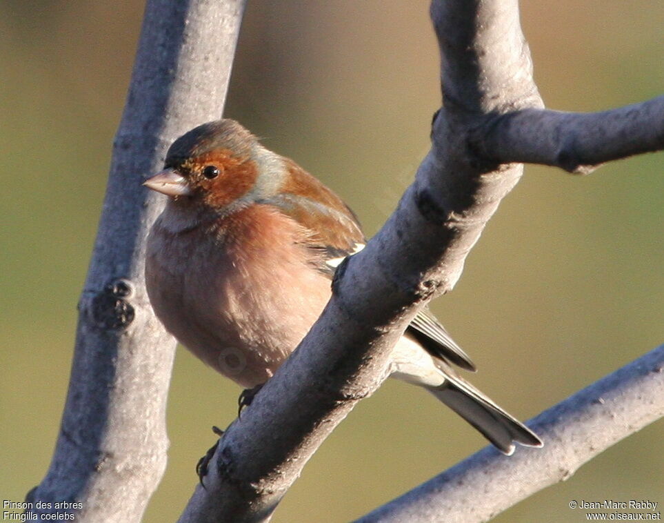 Common Chaffinch