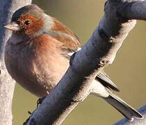 Common Chaffinch