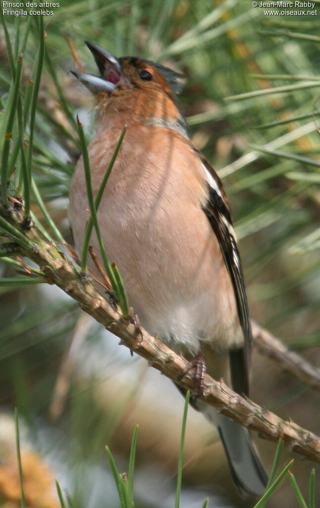 Pinson des arbres, identification