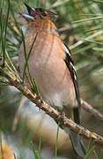 Common Chaffinch