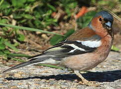 Eurasian Chaffinch