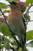 Eurasian Chaffinch