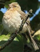 Common Chaffinch