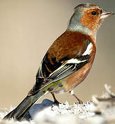 Eurasian Chaffinch