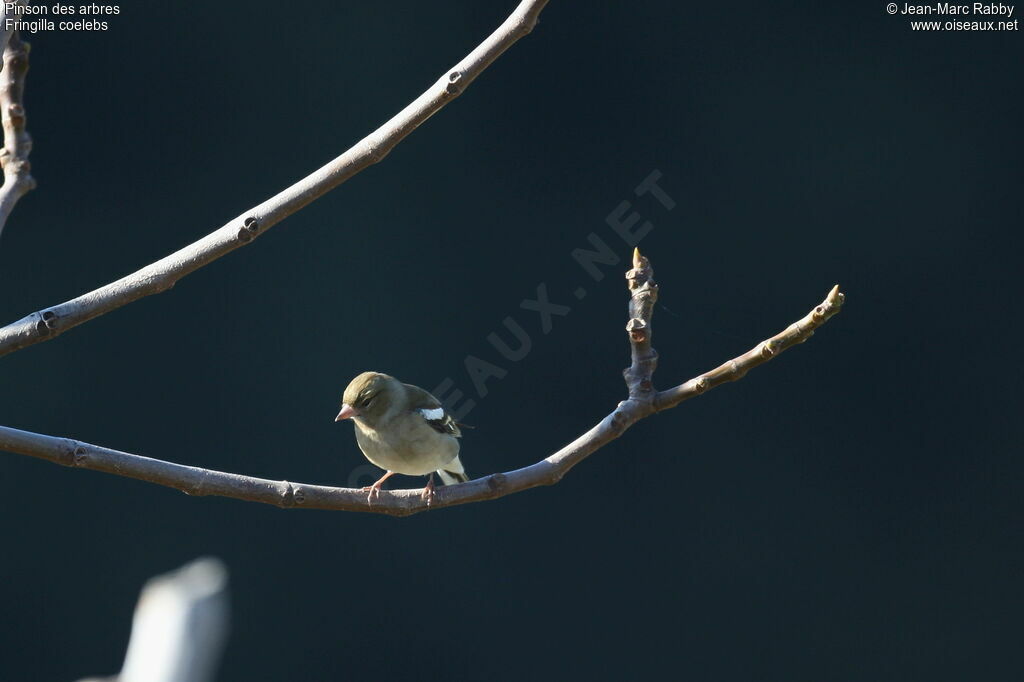 Eurasian Chaffinchimmature, identification