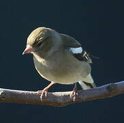 Common Chaffinch