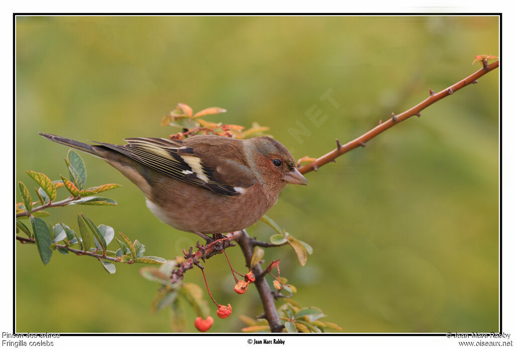 Eurasian Chaffinch, identification