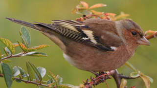 Eurasian Chaffinch