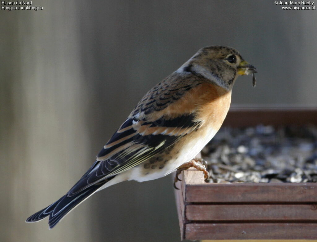 Brambling, identification