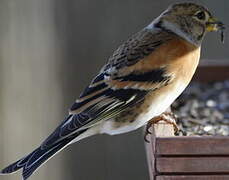 Brambling