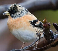 Brambling