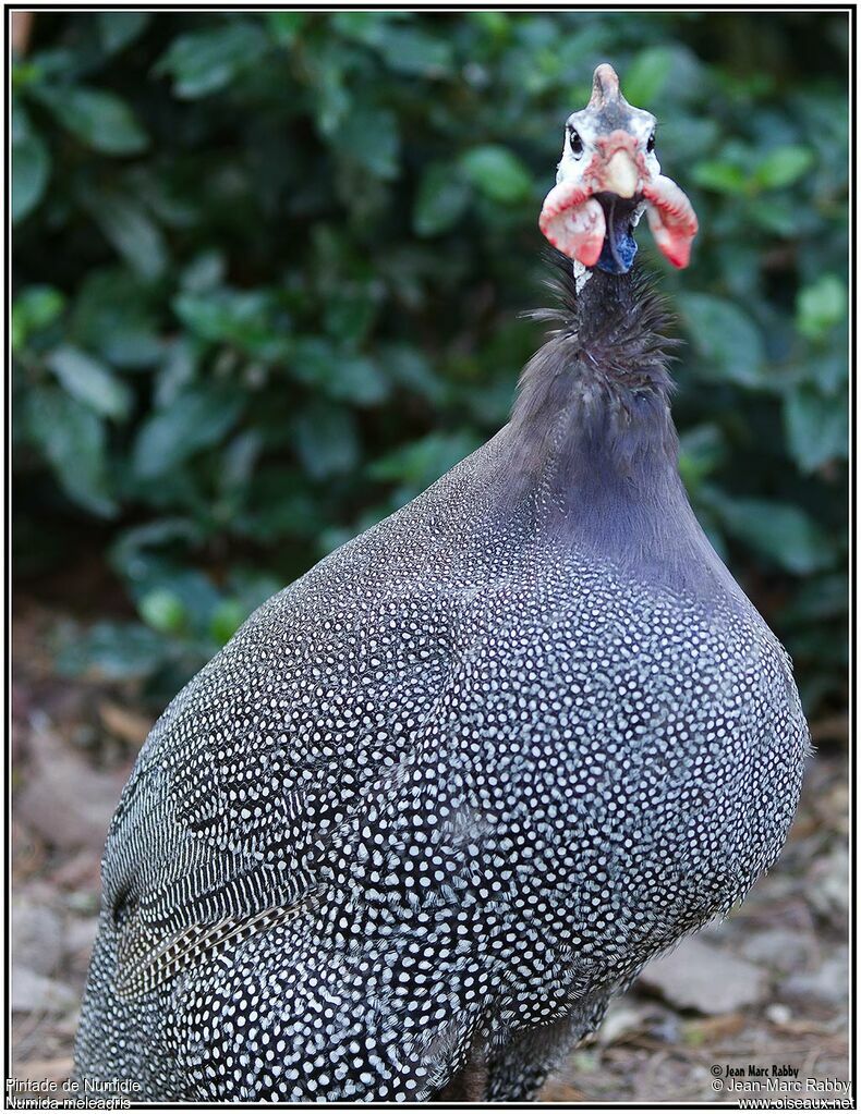 Helmeted Guineafowl, identification