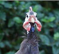 Helmeted Guineafowl