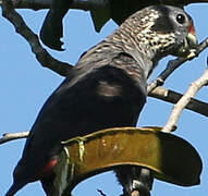 Dusky Parrot