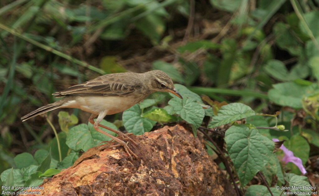 Long-legged Pipit