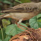 Pipit à longues pattes