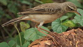 Pipit à longues pattes