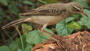 Long-legged Pipit