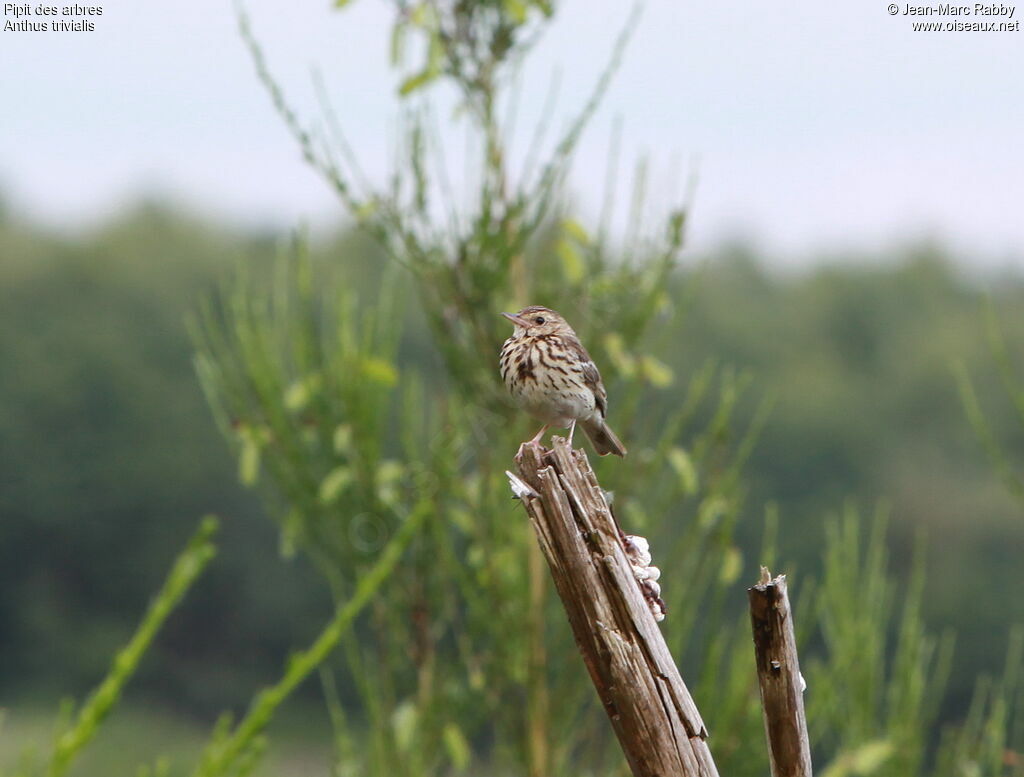 Tree Pipit, identification