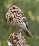 Pipit des arbres