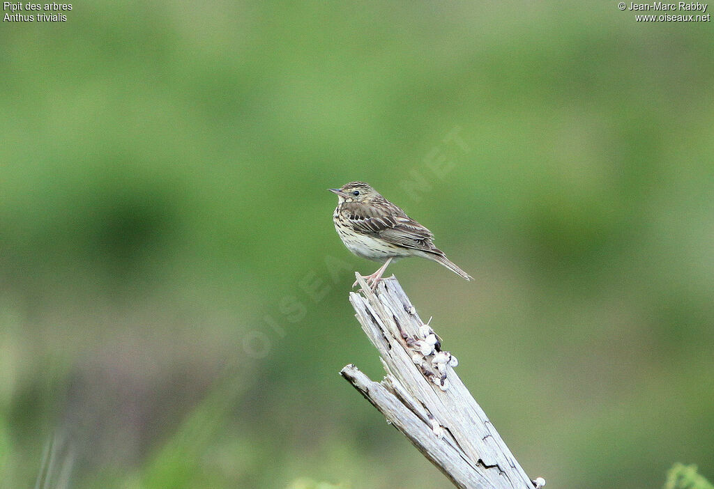 Pipit des arbres, identification