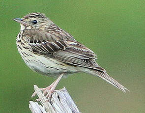 Pipit des arbres