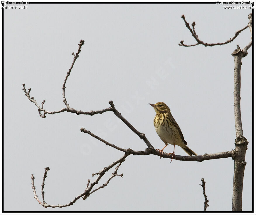 Pipit des arbres, identification