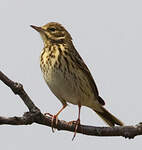 Pipit des arbres