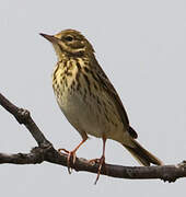 Tree Pipit